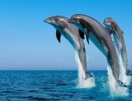 Приснился дельфин: подробное толкование по сонникам