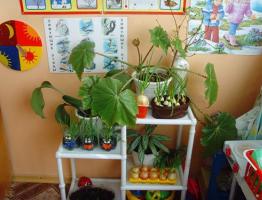 Растения для детской комнаты — осторожно с выбором