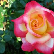 Περιγραφή και χαρακτηριστικά του τριαντάφυλλου Augusta Louise (Augusta Luise)