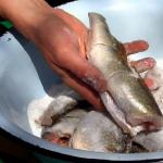 كيفية الحفاظ على السمك أثناء الصيد طرق الحفاظ على السمك أثناء الصيد