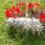 Sadzenie kwiatów szałwii na sadzonki