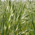 Menanam oat sebelum musim sejuk: bila dan mengapa untuk menyemai baja hijau