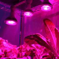 Lampu LED untuk tumbuhan: kelebihan, ciri, kawasan penggunaan