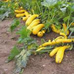 Bila hendak menanam anak benih zucchini?