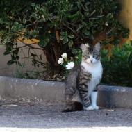 Pos menggaru kucing buat sendiri: pilihan di rumah
