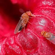 Bagaimana untuk menyelamatkan raspberi daripada lalat raspberi Melawan lalat batang raspberi
