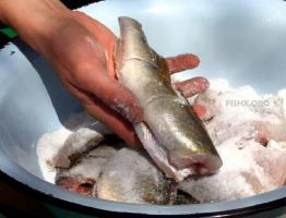 Как сохранить рыбу на рыбалке Способы сохранения рыбы на рыбалке