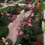 Cara menanam mawar di rumah: semua rahsia dari penanam bunga yang berpengalaman