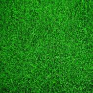 Tafsiran Mimpi: Mengapa anda bermimpi tentang rumput hijau?