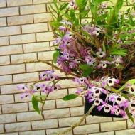 Orkid Dendrobium Nobile: semua tentang penanaman dan penjagaan di rumah