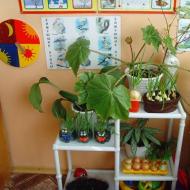 Plantes pour chambre d'enfant – soyez prudent dans votre choix