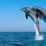 Ho sognato un delfino: interpretazione dettagliata dai libri dei sogni