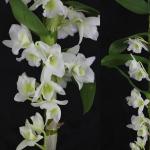 Orkid Dendrobium Nobile - Penjagaan dan pembiakan di rumah