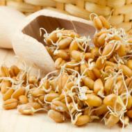 Come germinare il grano a casa, le istruzioni più dettagliate Il grano germogliato tratta i disturbi mentali